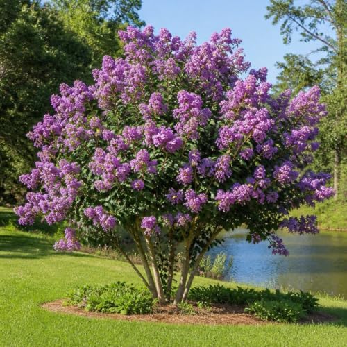 Crape Myrtle Catawba | 10 Live Plants | Lagerstroemia Indica | Purple Flowering Shrub, Summer Blooming, Drought Tolerant, Low Maintenance, Ornamental Tree, Fast Growing, Full Sun - Image 4