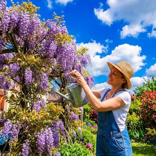 Wisteria Live Plants 1–2 Ft Tall – Flowering Wisteria Vine (Wisteria Floribunda) – Fast Growing Climbing Plant for Garden, Trellis, Pergola & Bonsai Training (5 Plants) - Image 6
