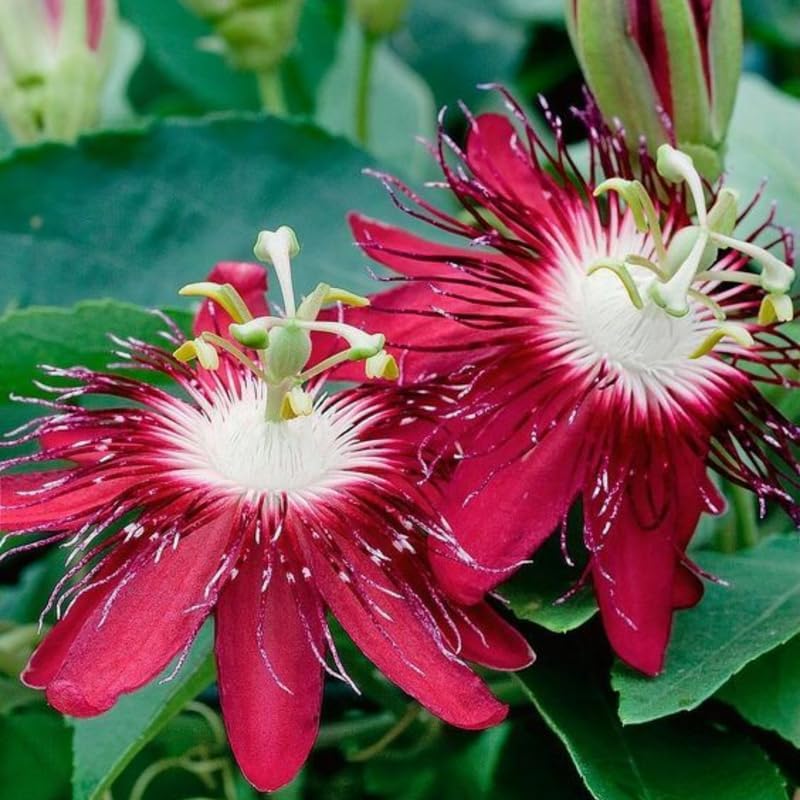 2 Burgundy Passiflora Plants, Colorful Passion Flower Vines, 4-7'' Tall - Image 3