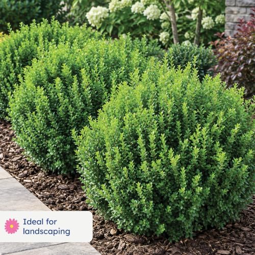 Monrovia Winter Gem Boxwood, Live Evergreen Shrub, 3 Gallon - Image 3