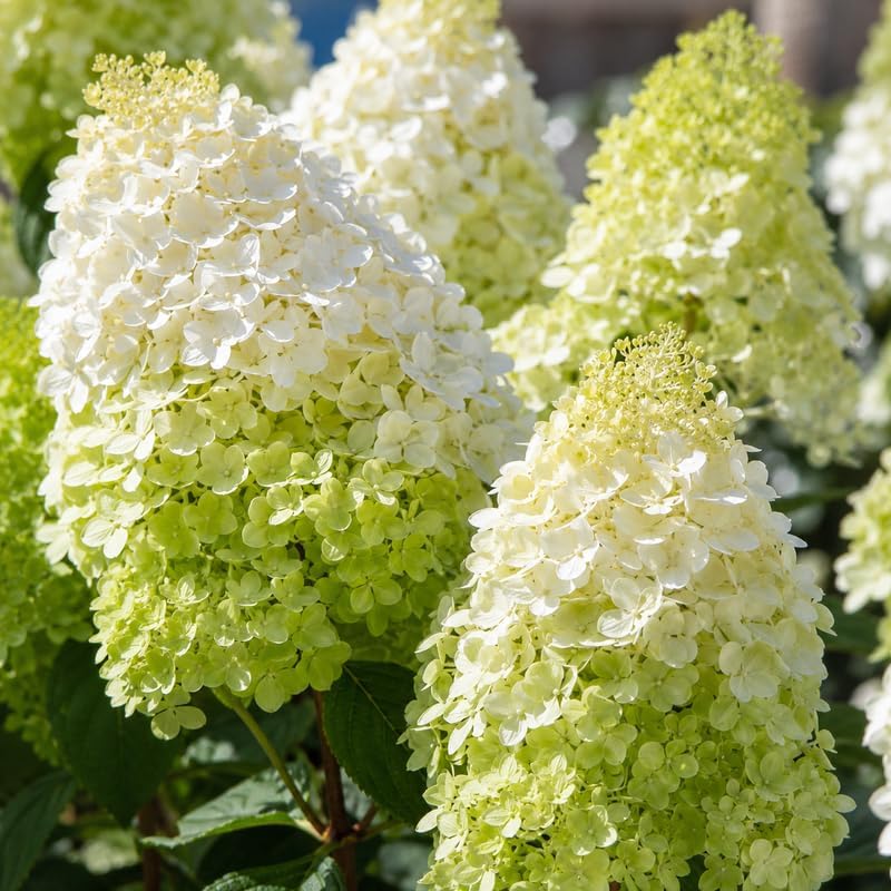 Limelight Hydrangeas Live Plants for Planting, 6-10" Tall in a Quart Pot, Hydrangea Plant Live, Low Maintenance, Cold Hardy Perennial Flowering Shrub for Garden Beds & Outdoor Landscaping - Image 5