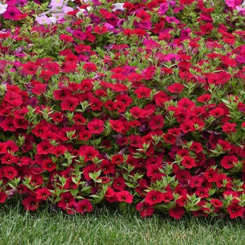 Eden Brothers Petunia Seeds - Wave Carmine Velour - Image 3