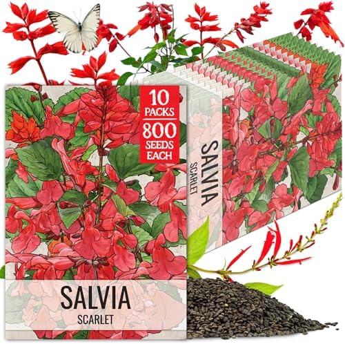 Seed Needs Scarlet Sage Seeds to Plant Perennial Red Salvia 10 Pack by SeedNeeds