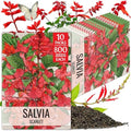 Seed Needs Scarlet Sage Seeds to Plant Perennial Red Salvia 10 Pack by SeedNeeds