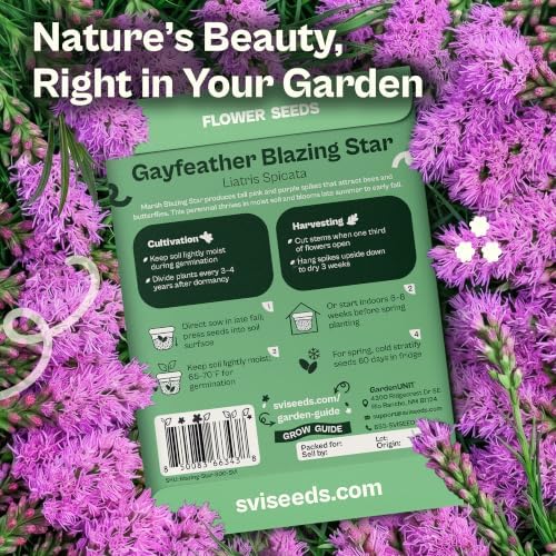 SVI 300 Marsh Blazing Star Seeds (Liatris spicata) – Heirloom Gayfeather Seed Packets – Purple Wildflower Seed, Pollinator Cut Perennial Flower Seeds Packets for Outdoor Garden Flower Garden - Image 2