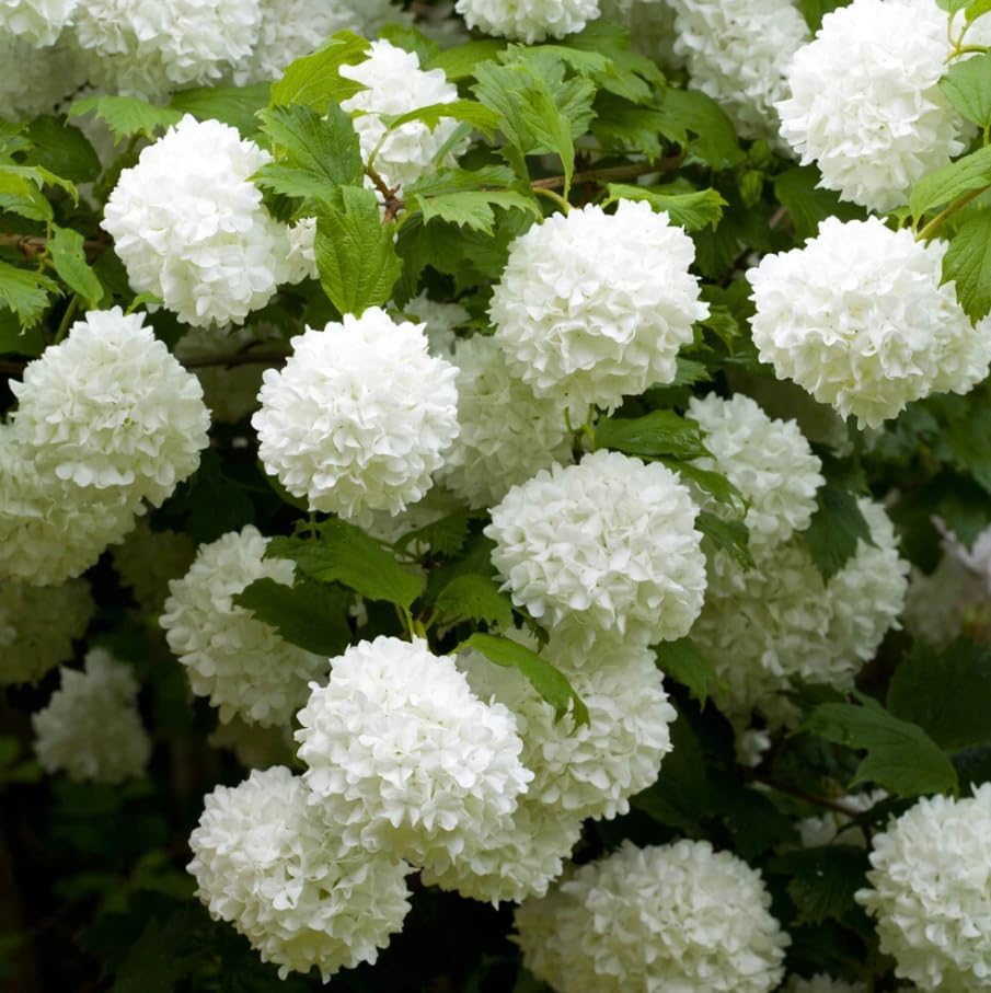 2 Old Fashion Snowball Viburnum Live Plants, Snowball Bush Clusters of White Flowers, Deciduous Shrub, 6-12" Tall 4" Pot - Image 7