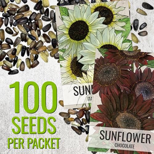 Seed Needs Sunflower Seeds Variety Pack of 2 Helianthus Flowers to Plant - Image 4
