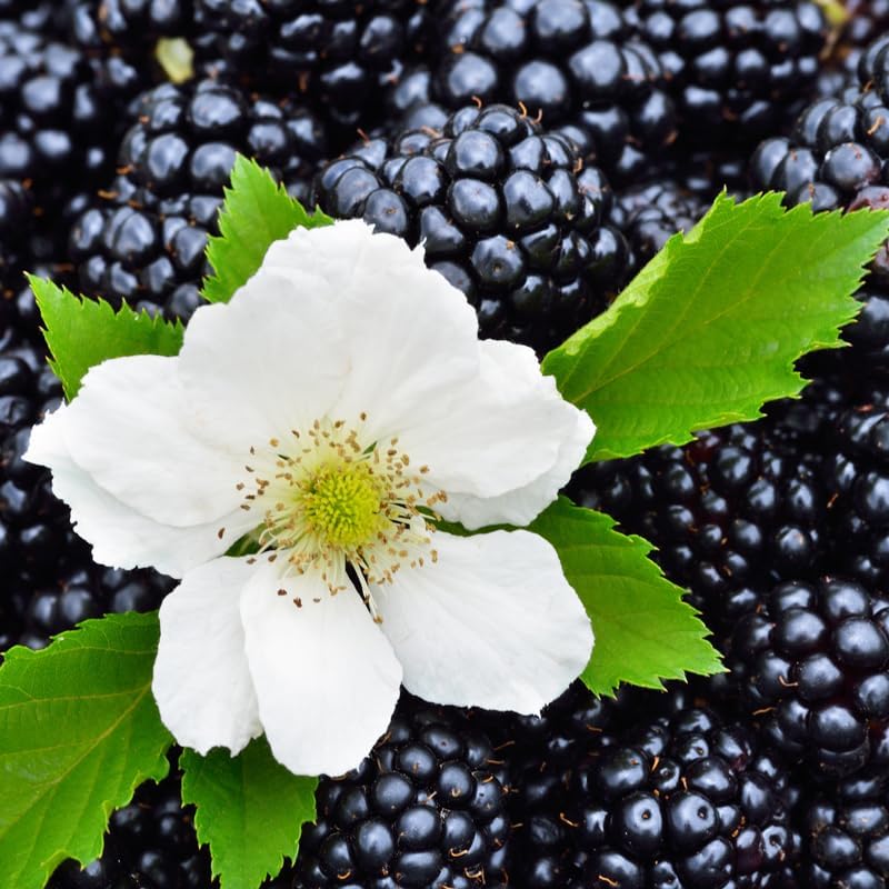 BlackBerry Plants Triple Crown (4 Pack) Live for Sale | Easy to Grow Plants | Edible Fruit Plant for Sustainable Living | Grow Your own Food on Your Organic Garden | Live for Planting | - Image 5