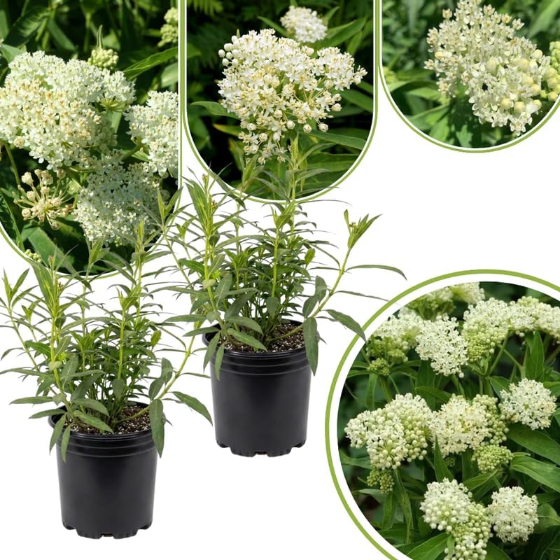 2 White Milkweed Plants Live, Asclepias Tuberosa Perennial, 4-8 Inch Tall - Image 6