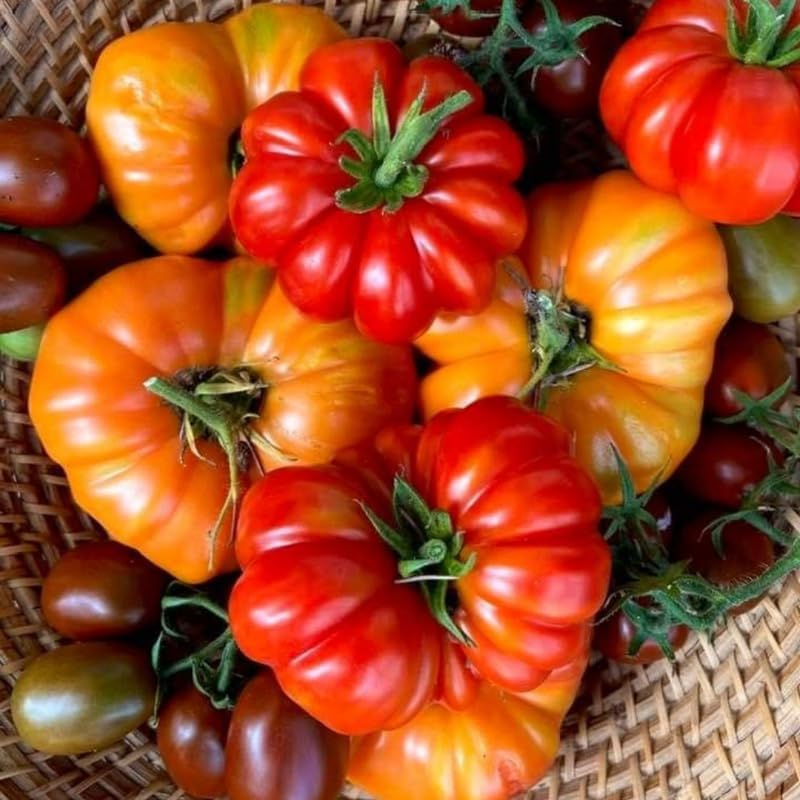 Beefsteak Tomato Plants Live in 4" Pot, 4-6 Inch Tall Starter Plants - Image 5