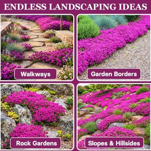 32,000+ Magic Creeping Thyme Seeds for Planting,Thymus Serpyllum - Image 7