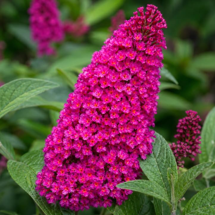 Raspberry Butterfly Bush Live Plant, Raspberry-Pink Blooms Plant, Buddleia Flowering Shrub for Outdoor Home Garden, 4-6 Inch Tall, No Pot - Image 4