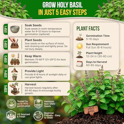 Organo Republic Holy Basil Seeds Pack 0.5 G - Over 1,400 Non-GMO Heirloom Basil Seeds for Planting Herbs in Individual Seed Packet, Herbs Seeds for Planting Home Garden Indoor & Outdoor Gardening - Image 6
