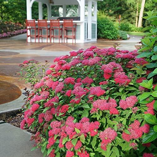 Proven Winners Double Play Doozie Spirea, Live Flowering Shrub, 3 Gallon - Image 3