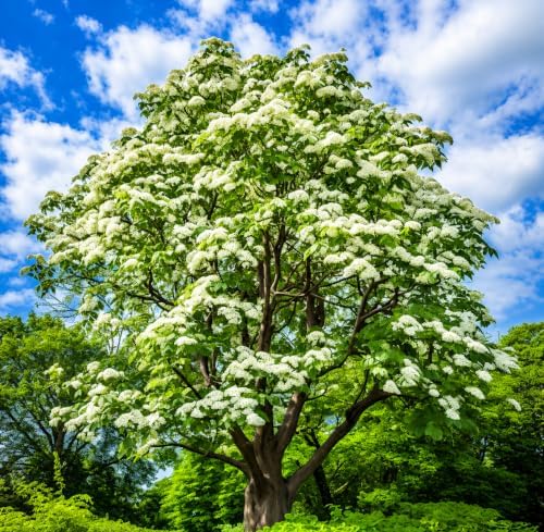 2 Northern Catalpa Trees - 10-16" Tall Live Plants - 4" Pots by Unknown