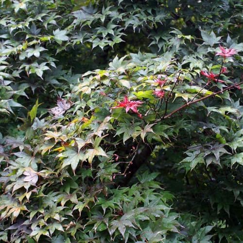 Brighter Blooms Bloodgood Japanese Maple Tree, 3-4 ft. - Image 2