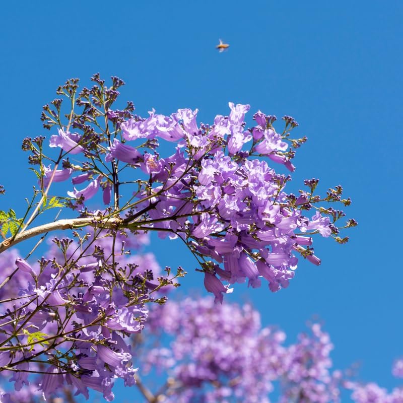 Purple Jacaranda Tree Plant Live, Ornamental Landscape Tree, 4-6 Inch Tall - Image 4
