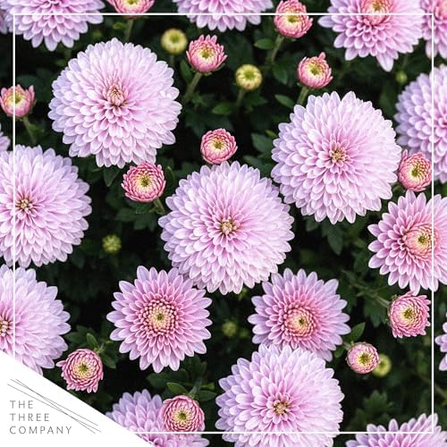 Chrysanthemum (Purple Skull Deco Pot), Pink Blooms, Live Fall Flowering Perennial, 15" Tall by 12" Wide in 3 Qt Pot - Image 2