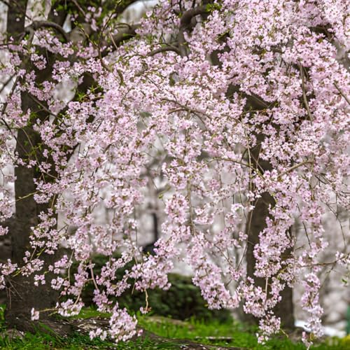 2 Weeping Cherry Tree Plant, 6-12 Inch Tall, Easy Care, Hardy Ornamental Flowering Cherry Tree, Ideal for Yard, Garden & Landscape - Image 4
