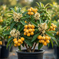Yellow Loquat Plant 5-12 Inch Tall 4 Inch Pot, Sweet Loquat Fruit Tree Golden Plum Tree Ornamental Trees, No Ship CA by MocNursery