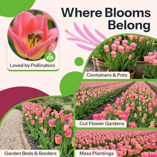 10 Pink Tulip Flower Bulbs Triumph Tom Pouce Tulipa Non GMO - Image 6