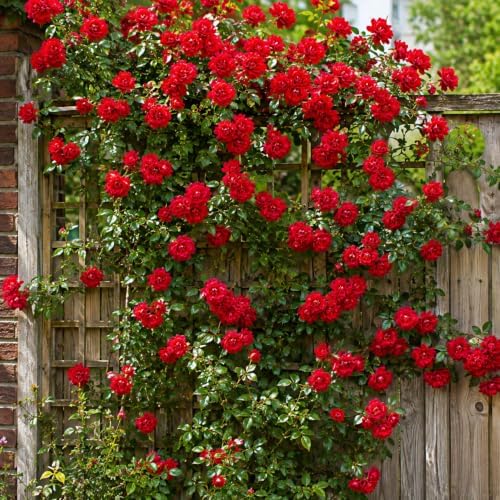 Red Climbing Roses Plant, Fragrant Rose Bush, Perennial Red Flower Roses in Home Garden, 2-4 Inch Tall - Image 5