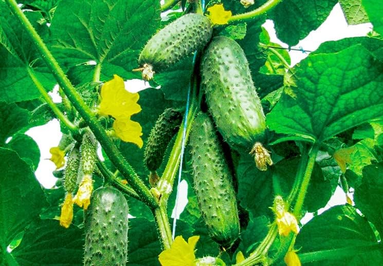 Seeds Self-Pollinated Cucumber Market/Indoor / 38 Days/Non GMO/Hybrid - Image 4