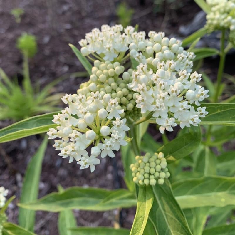 3 White Milkweed Live Plants, Hardy Milkweed Shrub, 4-9 Inches - Image 2