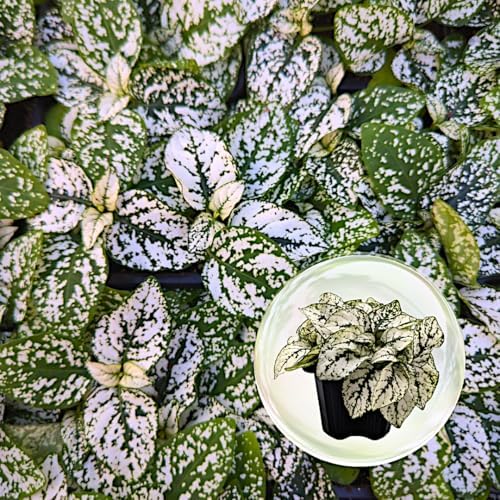 Polka Dot Plant (4-Pack) - Live Houseplants, Small Indoor Plants, Hypoestes White- Colorful, Air-Purifying House Plants by FamPlants