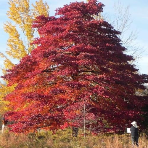 Black Tupelo Tree - 6-12" Tall Live Plant - Image 4