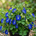 Live Blue Butterfly Pea Flower Plant Clitoria Ternatea Vine Tropical Vine Plant Climbing Butterfly Pea Tree 4 Inch Pot, No Ship CA by MocNursery