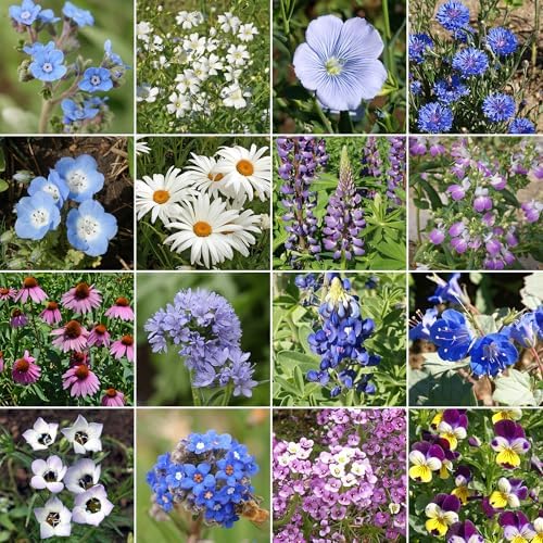 Ferry-Morse Cool Colors Bulk Wildflower Seeds, 200,000+, 1 lb - Image 2
