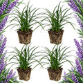 4 Big Blue Liriope Grass Plants Live (No Pot), 4-8" Tall, Non GMO Ornamental Grass Live Plant, Drought Tolerent, High-Density Ground Cover for Shaded Backyard & Patio Pathway by GINGERGLOW