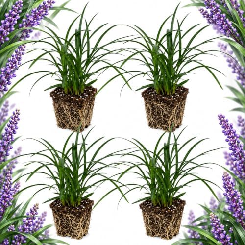 4 Big Blue Liriope Grass Plants Live (No Pot), 4-8" Tall, Non GMO Ornamental Grass Live Plant, Drought Tolerent, High-Density Ground Cover for Shaded Backyard & Patio Pathway by GINGERGLOW