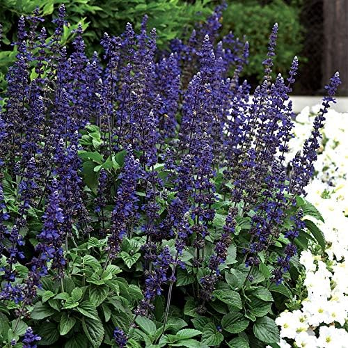 Park Seed Big Blue Salvia Seeds, Pack of 10 - Image 2