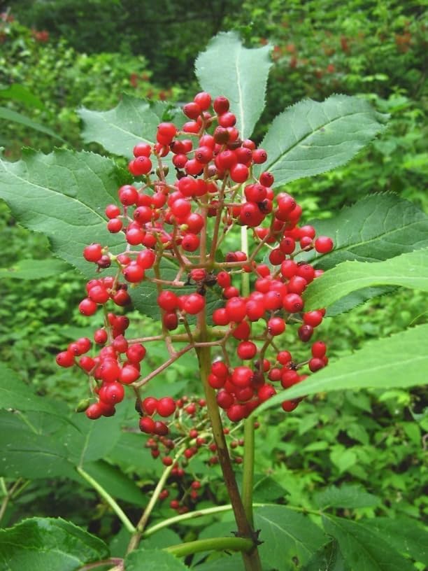 Live Scarlet Elderberry Plant American Elderberries Bush Sweet Berries Tree Red Sambucus Elderberry Plant 5-8" Tall 4" Pot - Image 5