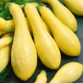 Park Seed Early Prolific Straightneck Squash Seeds – Lemon-Yellow Heirloom Fruits, Classic Tapered Shape, High-Yield Open-Pollinated Variety, Tender Texture & Nutrient-Rich, Easy to Grow, Pack of 20 by ParkSeed