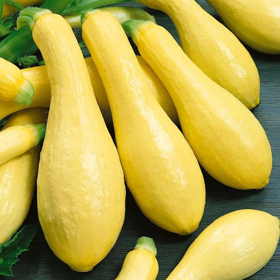 Park Seed Early Prolific Straightneck Squash Seeds – Lemon-Yellow Heirloom Fruits, Classic Tapered Shape, High-Yield Open-Pollinated Variety, Tender Texture & Nutrient-Rich, Easy to Grow, Pack of 20 by ParkSeed
