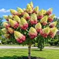 Lime Hydrangea Live Plant, Hydrangea Tree Shrub in Pot, 6-12 Inc Tall by Unknown
