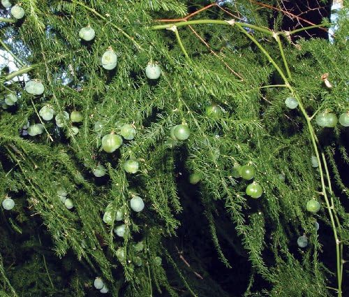 Fern Leaf Plumosus Asparagus Fern - 4" Pot - Easy to Grow - Great Houseplant - Image 5
