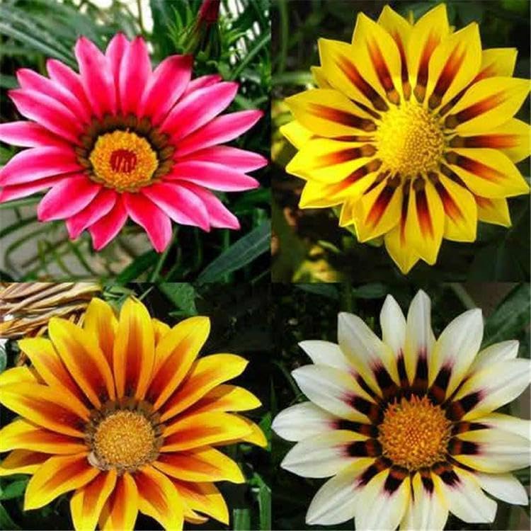 Gazania Rigens Seeds: 300 PCS Premium Mix – Heat-Tolerant, Ornamental Flowers Long-Blooming Hardy Annual for Patio, Garden Landscaping & Rock Gardens - Image 4