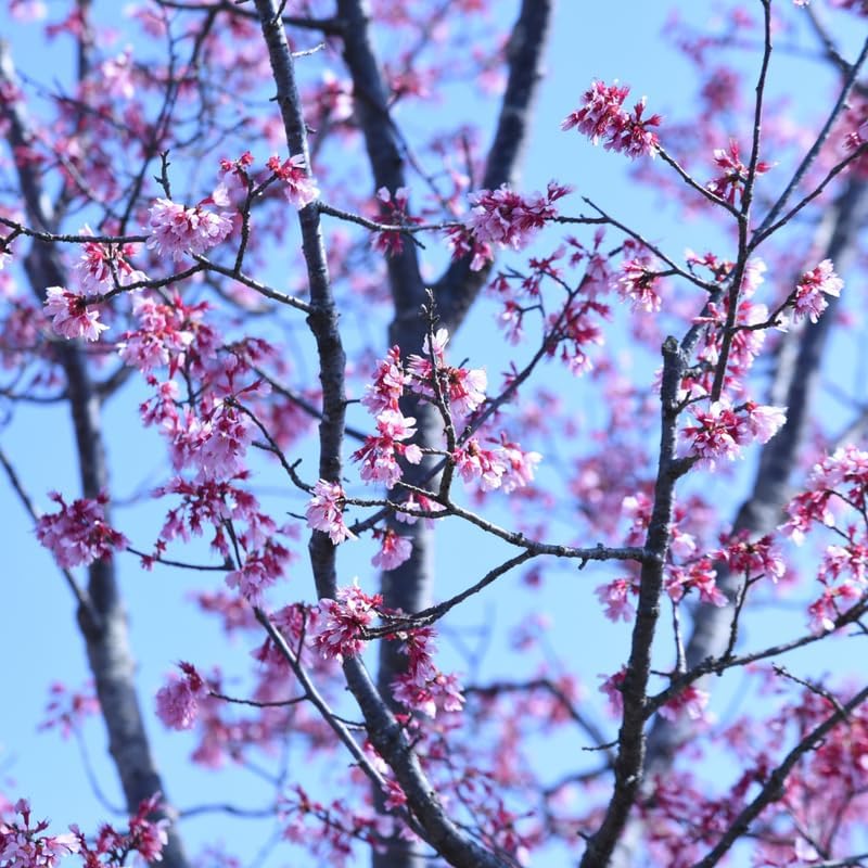Okame Cherry Tree Live Plant - Image 3