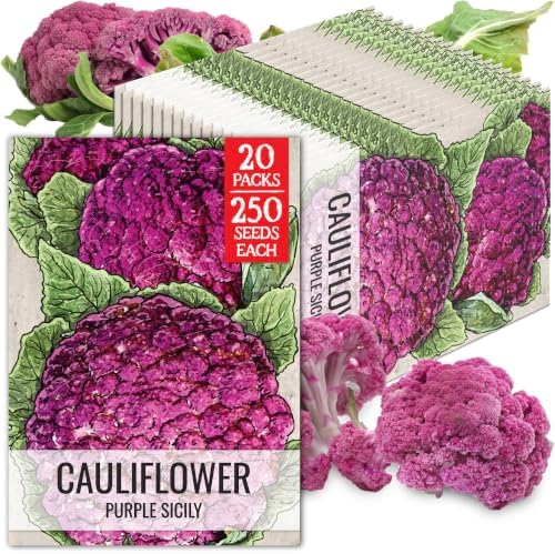 Seed Needs Purple Sicily Cauliflower Seeds to Plant Heirloom 5 Packs by SeedNeeds