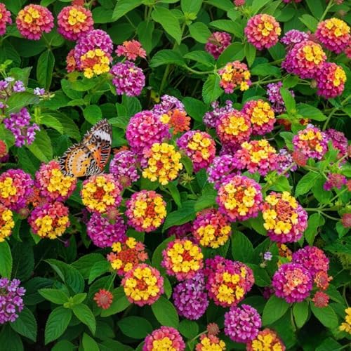300+ Lantana Flower Seeds – Colorful Perennial Mix, Attracts Butterflies & Hummingbirds, Drought & Heat Tolerant, Long-Blooming Garden Flowers for Outdoor Planting - Image 5