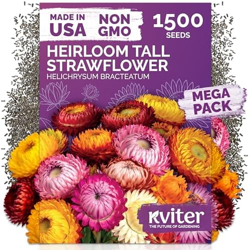 1,500 Tall Mix Strawflower Flower Seeds, Xerochrysum/Helichrysum Bracteatum by KVITER
