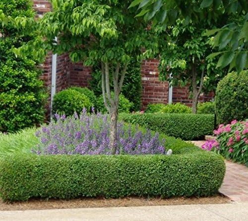 True Dwarf English Boxwood (Buxus) - Starter Plant (7m) (1 Live Plant) - Image 4