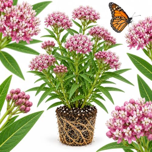 Milkweed Plants Live, Purple Swamp Milkweed Plants, 4-6 Inch Tall by GINGERGLOW