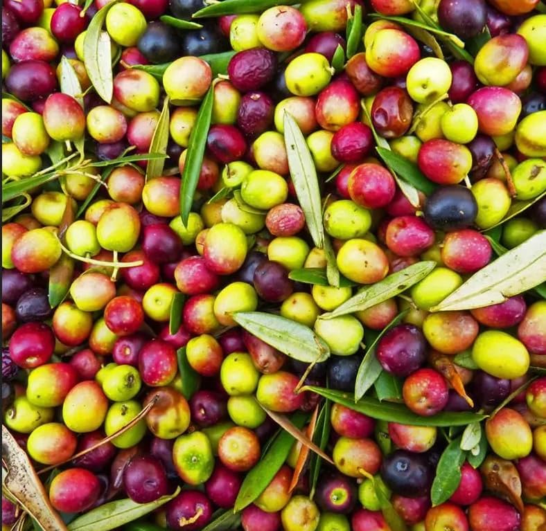 Live Arbequina Olive Tree 1 Gallon Pot Dwarf Fruit Tree for Indoor Outdoor Growing Cold Hardy Self Fertile Container Friendly Zones 7 to 11 - Image 3
