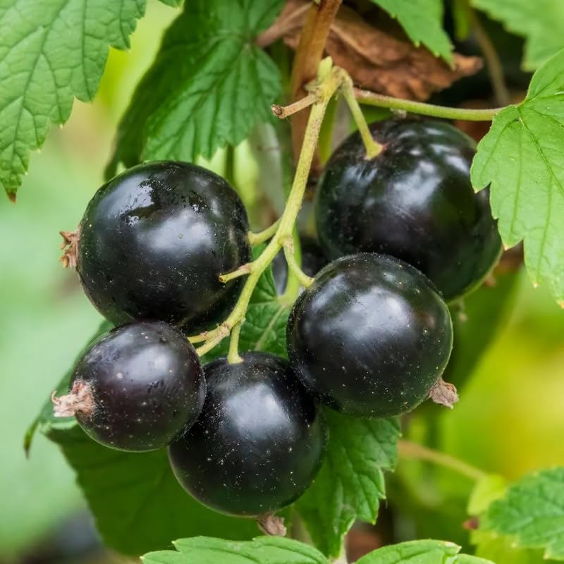 Consort Black Currant Bush Live Plant, Berry Fruit Cold Hardy 5-9" Tall - Image 6