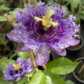 Lavender Passion Flower Live Plant, Passiflora Trellis Vine, 4-8 Inches by UIOTER